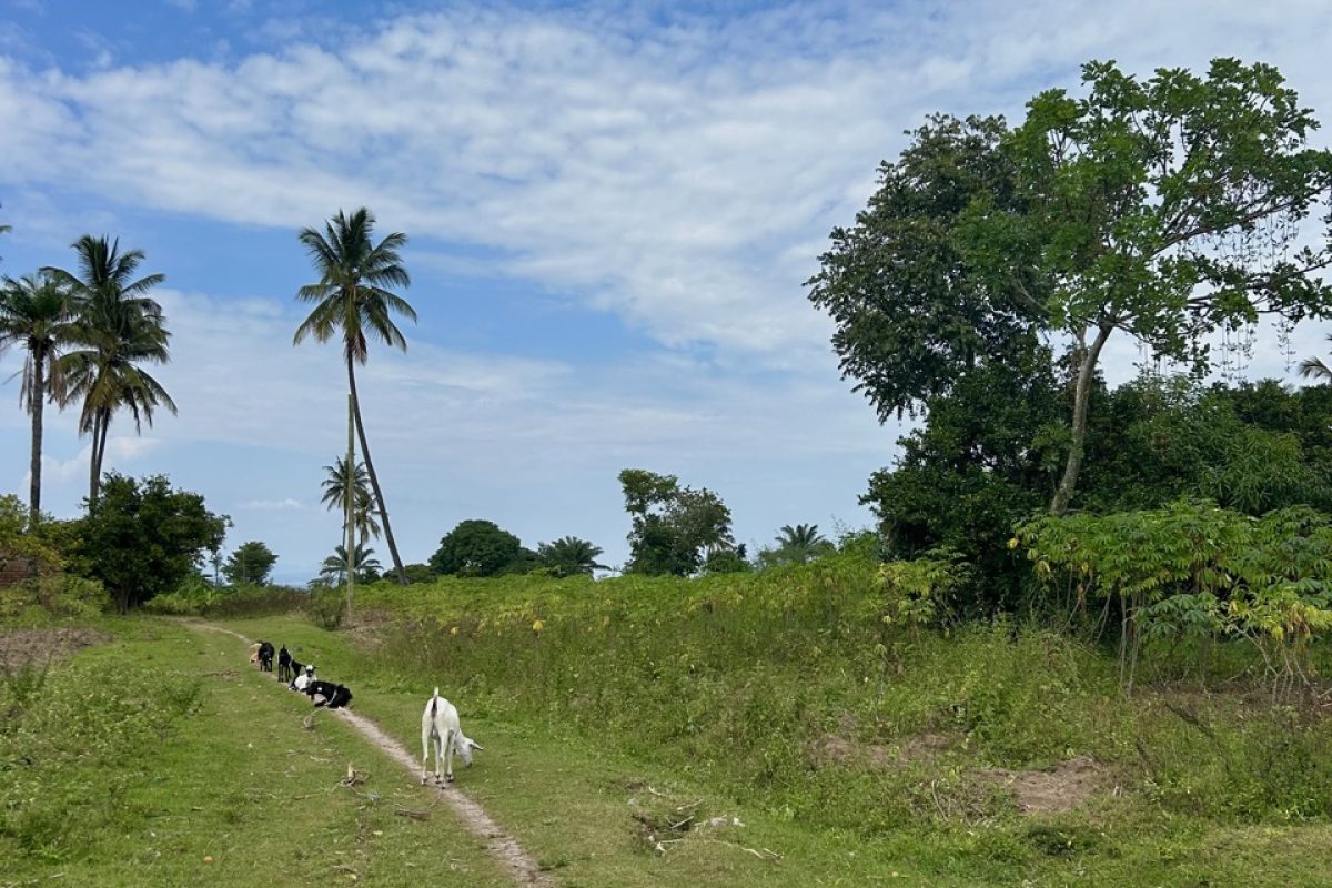 Ghana Large